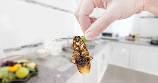 Hamam Böceği İlaçlama - Ankara Fare İlaçlama